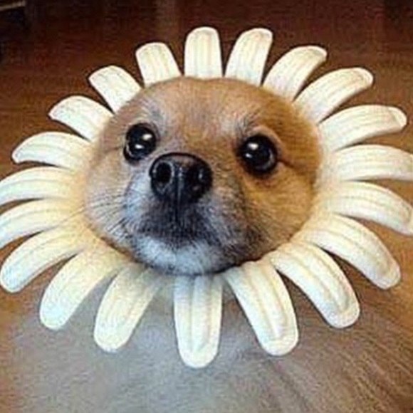 Meet your Posher, Nicholas - Picture 2 of 2